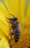Biene in der Sonnenblume