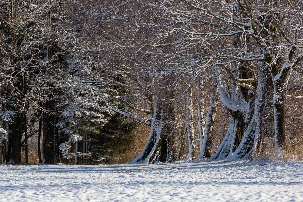 Winter - Impressionen Februar 2019