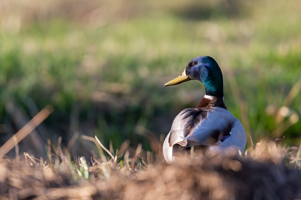 Ente