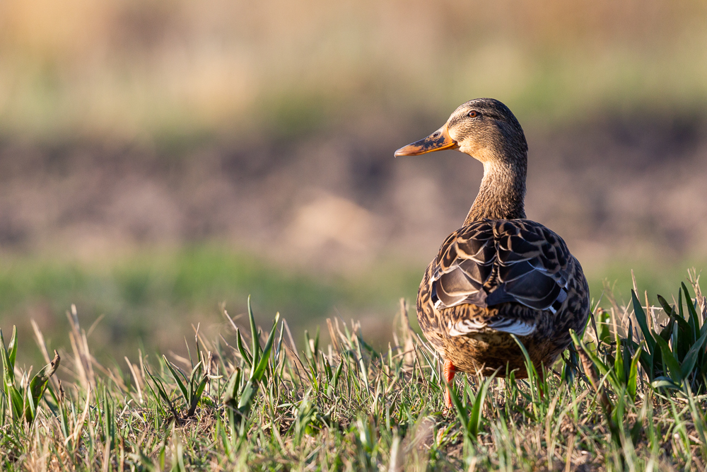 Ente