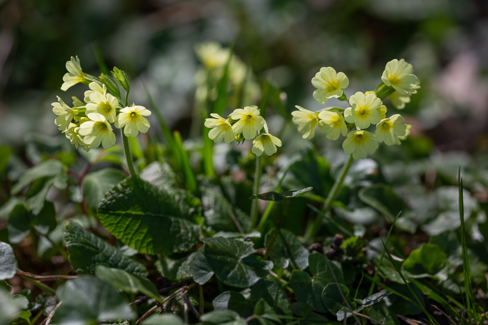 Frühlings - Impressionen