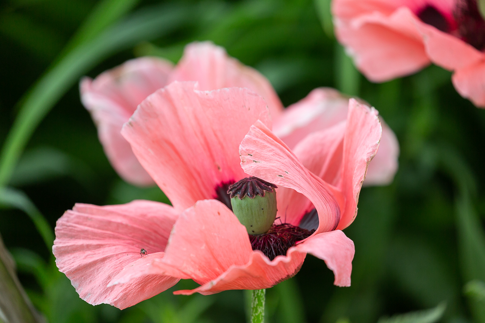 Mohn 5