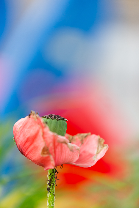 Mohn 6