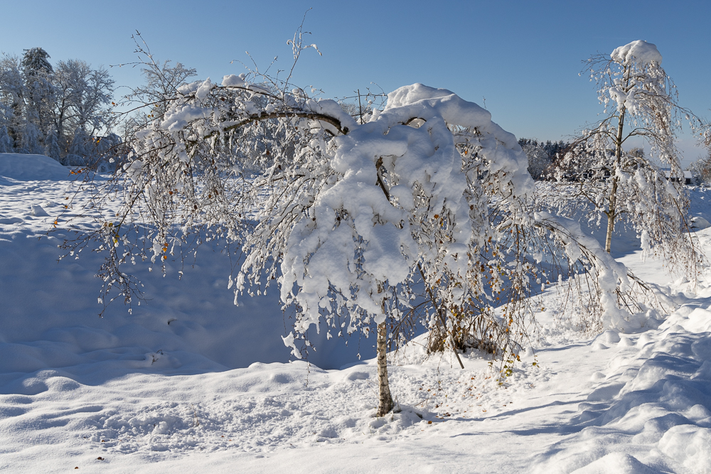 Winter mit der R5 8