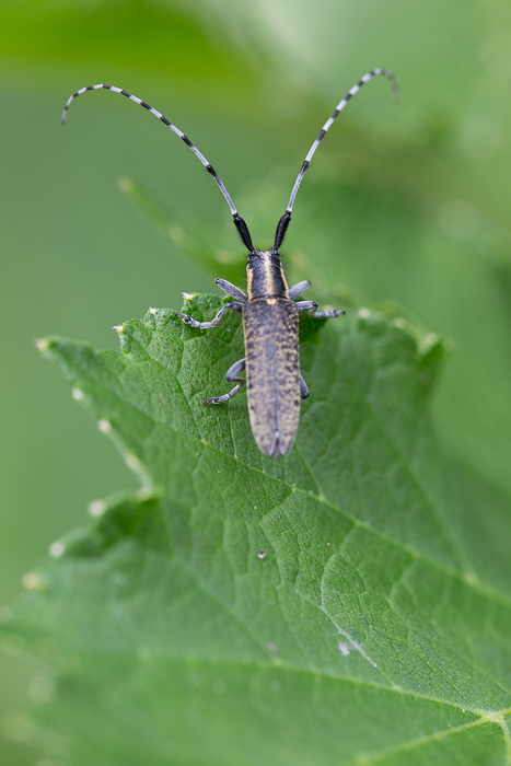 Distelbockkäfer