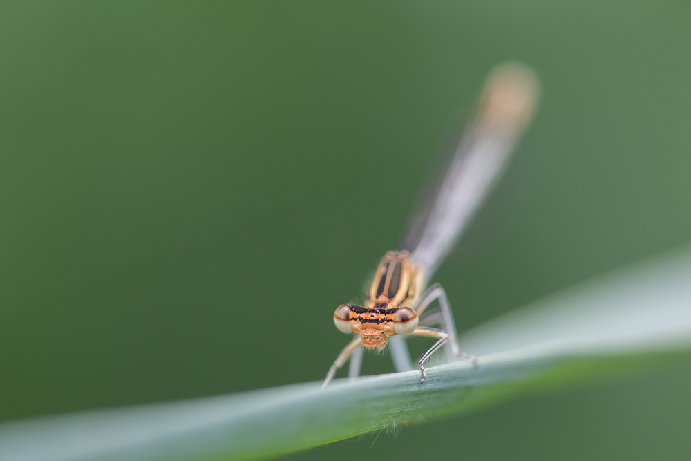Libelle