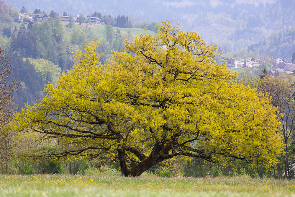 Vorfreude auf den Fr&uuml;hling