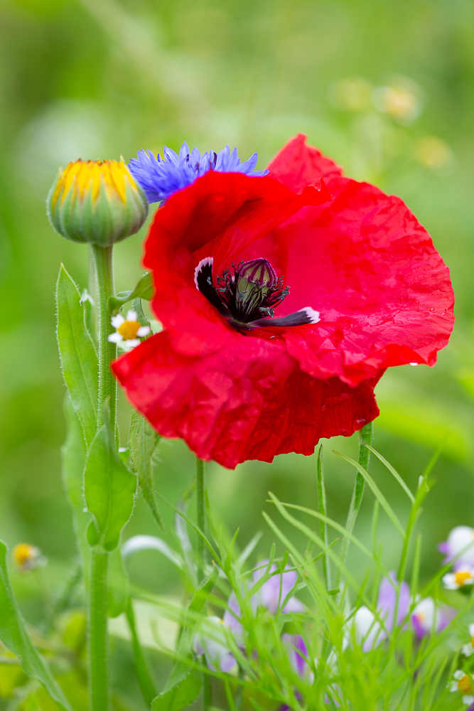 Blumenwiese vom Johann 4