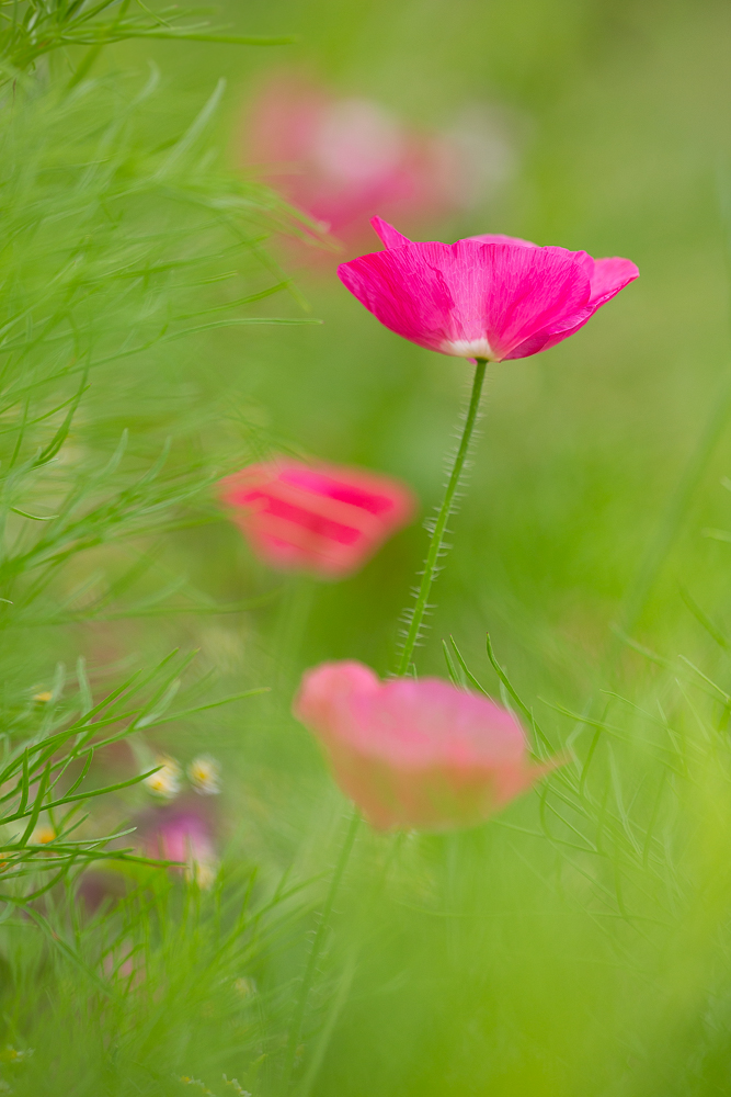 Blumenwiese vom Johann 5