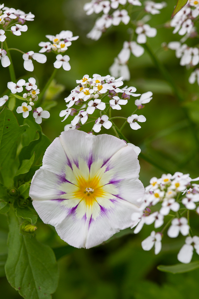 Blumenwiese vom Johann 6