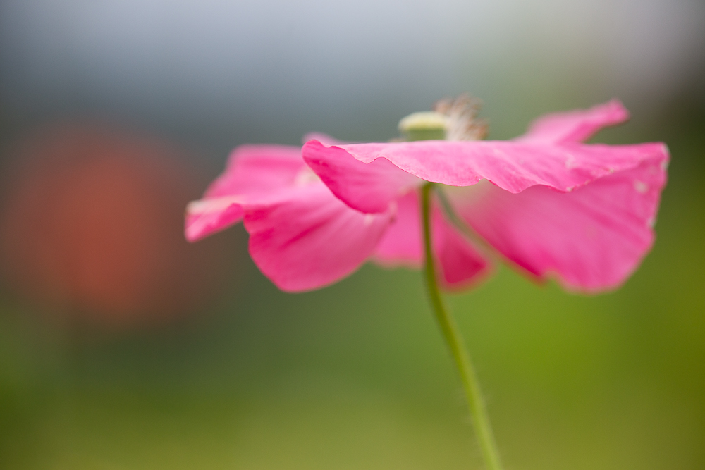 Blumenwiese vom Johann 7