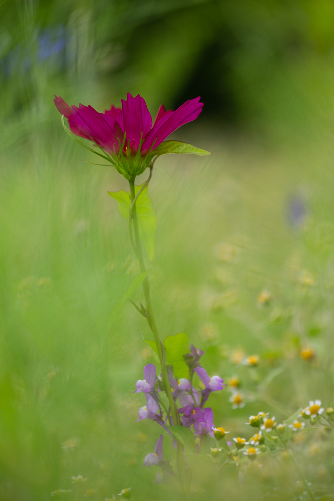 Blumenwiese vom Johann 8