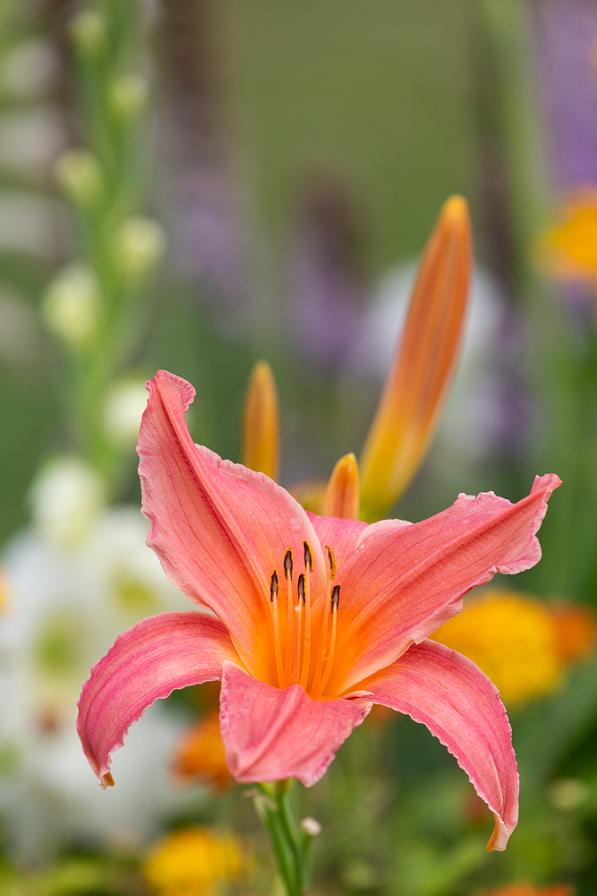 Lilien in der Farbe Lachs 5