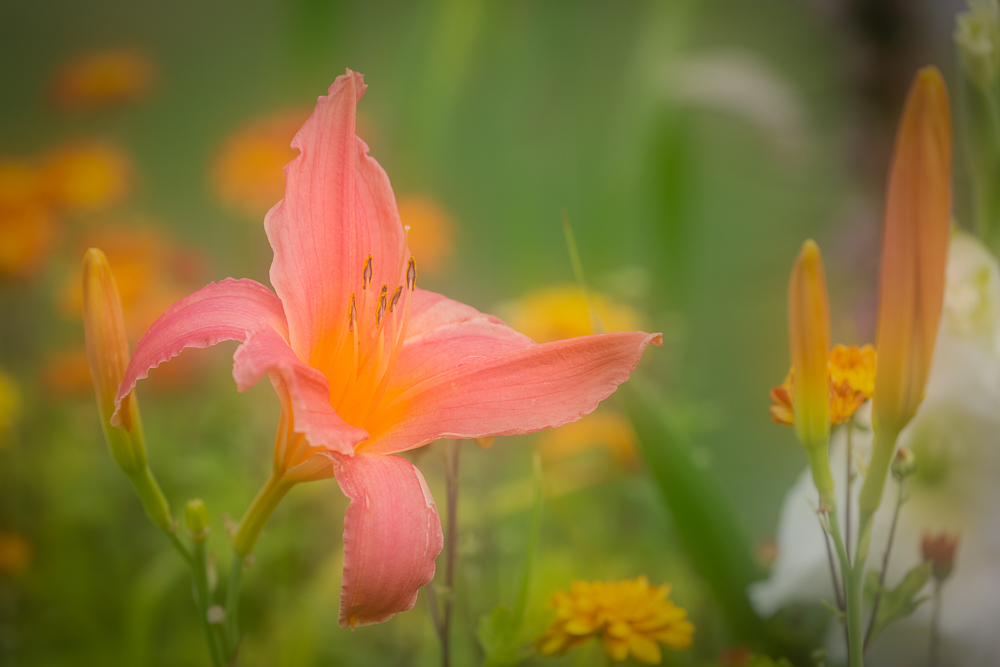 Lilien in der Farbe Lachs 6