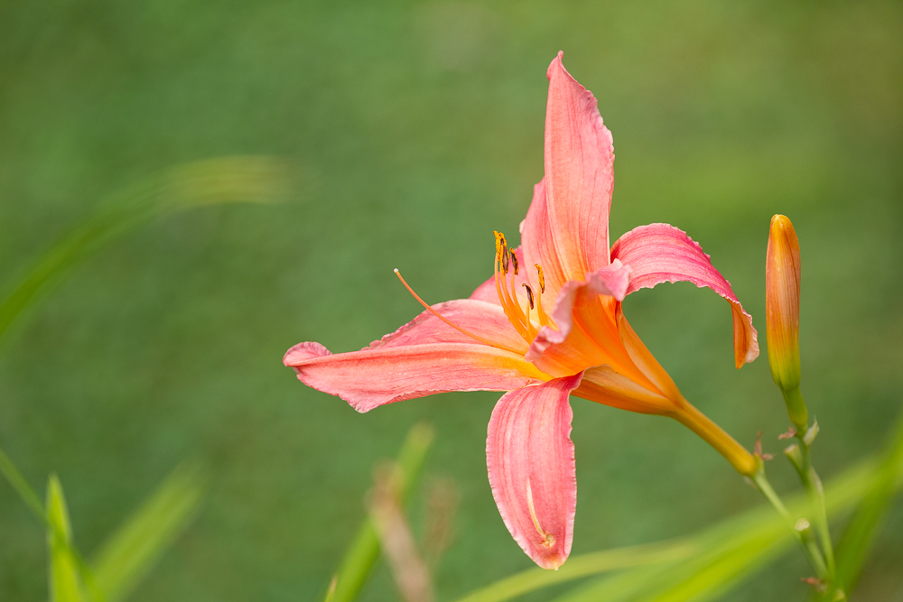 Lilien in der Farbe Lachs 7