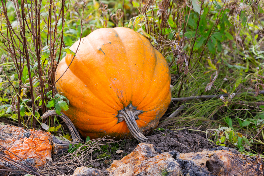 Kürbisland 4