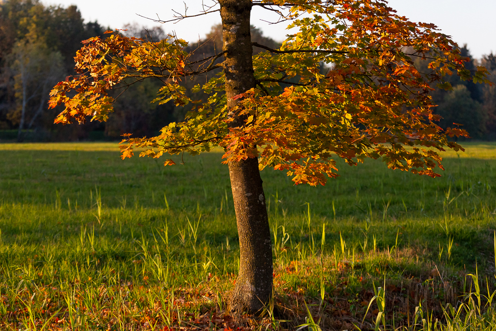 Herbst 2018
