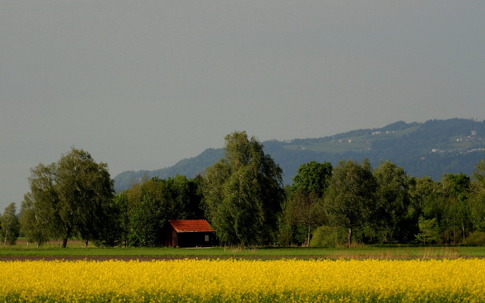 Rapsfeld in der Landschaft