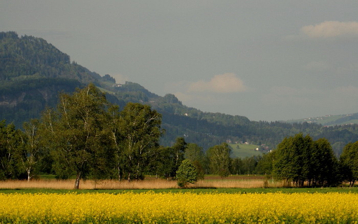 Rapsfeld in der Landschaft