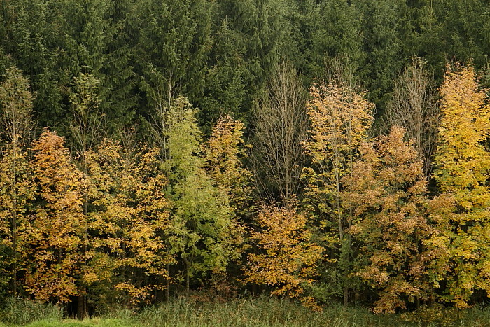 Herbst im Schweizerried