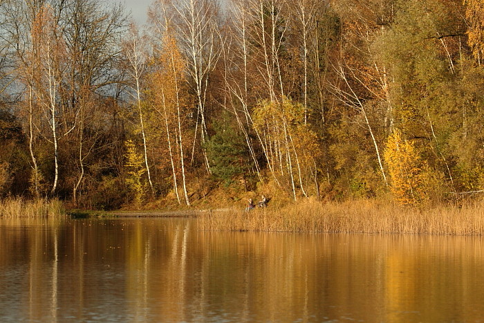 Herbstliche Rheinauen Hohenems