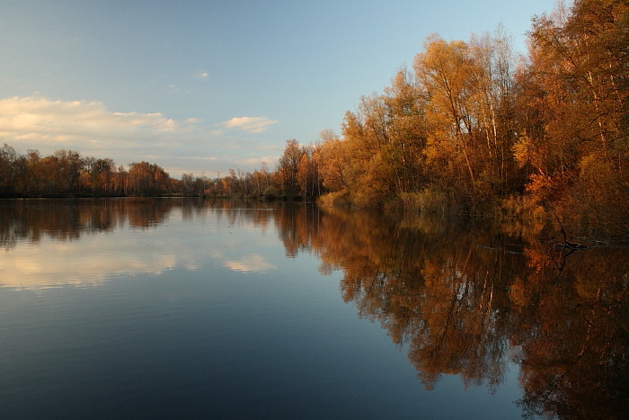 Herbstliche Rheinauen Hohenems