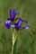 Sibirische Schwertlilie