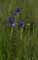 Sibirische Schwertlilien
