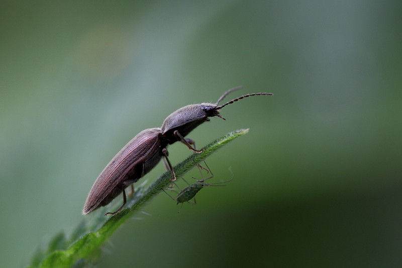 Ein Käfer der Gruppe Schnellkäfer und eine Blattlaus