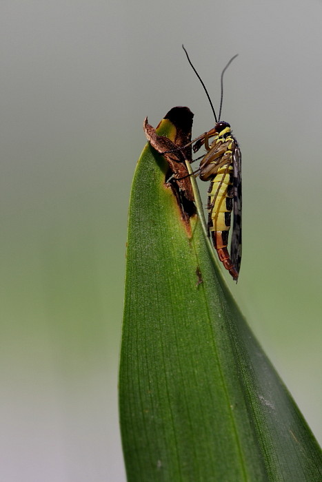 Skorpionsfliege weiblich