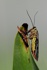 Skorpionsfliege weiblich