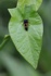 Asiatische Marienkäferlarve
