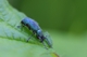 Blauer Rüsselkäfer