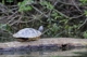 Schildkröten in der Lagune 1