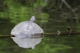 Schildkröten in der Lagune 2