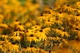 Gelbes Blumenmeer 1