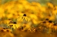 Gelbes Blumenmeer 2