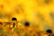 Gelbes Blumenmeer 4