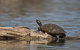 Schildkröten im Bodensee 1