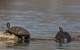 Schildkröten im Bodensee 2