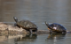 Schildkröten im Bodensee 3