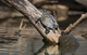 Schildkröten im Bodensee 4
