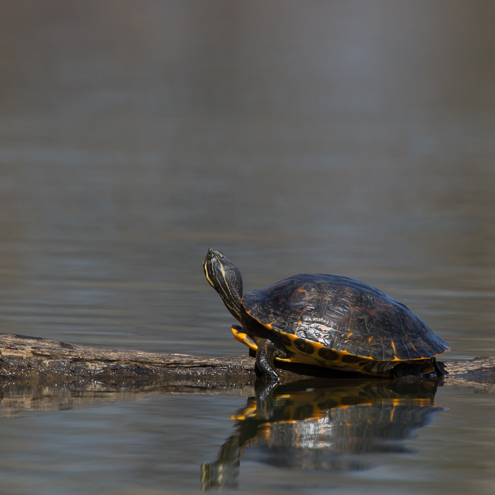 Schildkröten im Bodensee 5