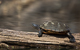 Schildkröten im Bodensee 6
