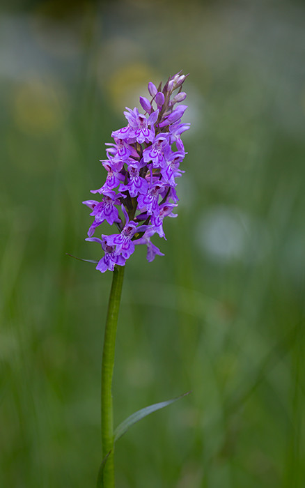 Orchideen 8