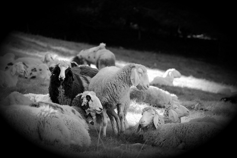 Schafe Bild 1