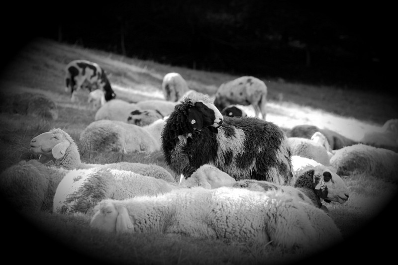 Schafe Bild 2