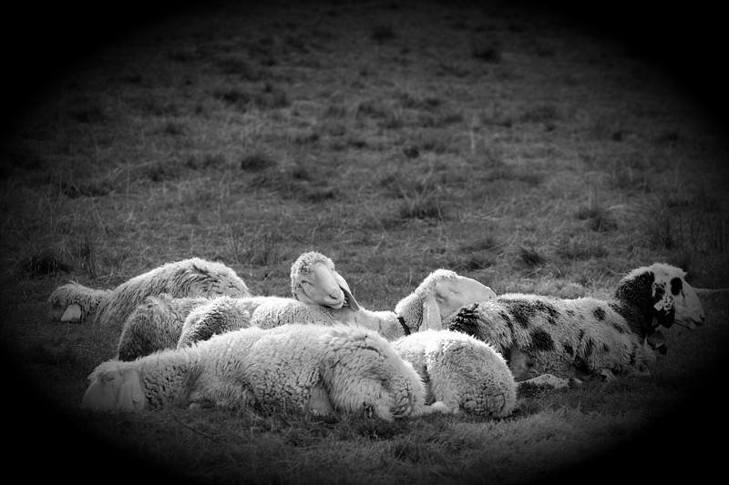 Schafe Bild 3