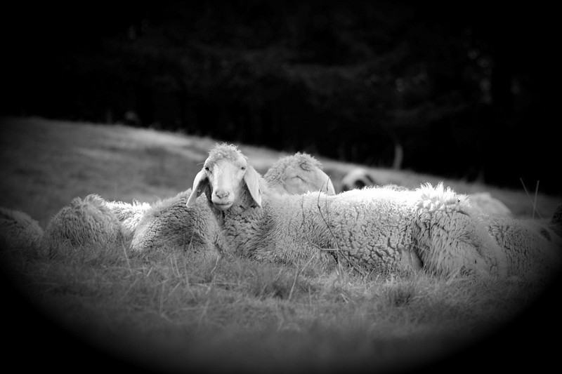 Schafe Bild 4