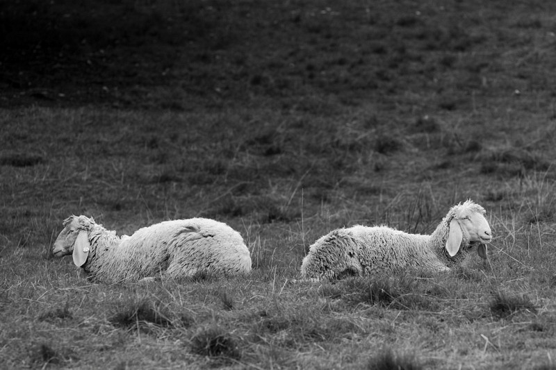 Schafe Bild 5
